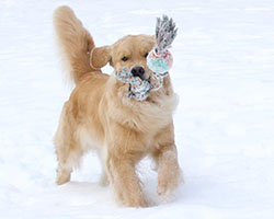 tangleloft goldens lily