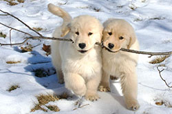 tangleloft goldens prince puppies