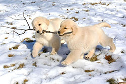 tangleloft goldens prince puppies