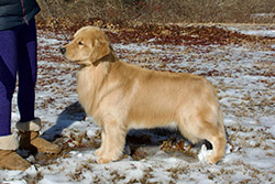 tangleloft goldens prince