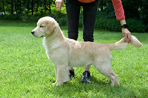 tangleloft goldens prince son