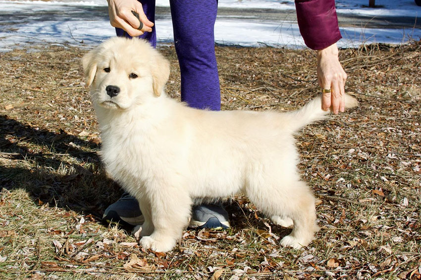 tangleloft goldens prince puppy cosmo