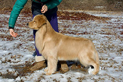 tangleloft goldens prince