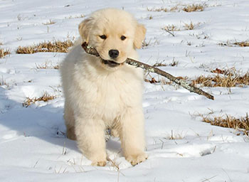 tangleloft female golden named puzzle