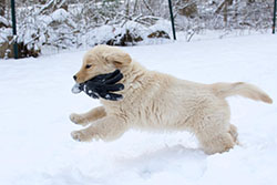 tangleloft goldens puzzle
