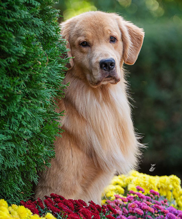 tangleloft goldens smooch