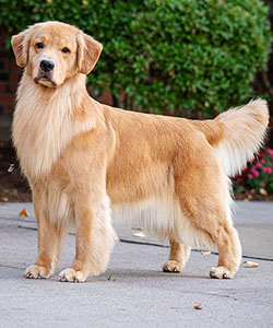 tangleloft goldens smooch