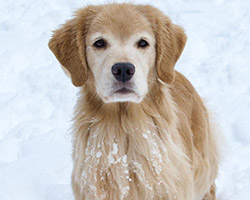 tangleloft goldens lily