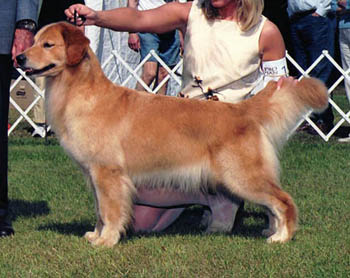 tangleloft male golden named vegas