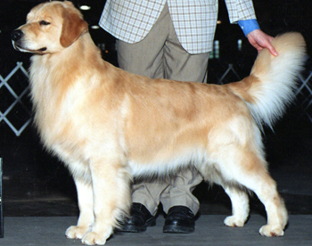 tangleloft male golden named vegas
