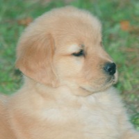 Tangleloft Golden Retriever puppies