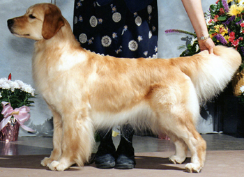 tangleloft male golden named vegas