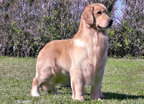 CH Tangleloft Life Of The Party OS