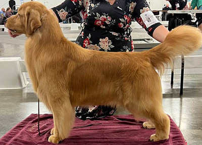 tangleloft male golden named dealer