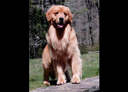 CH Tangleloft The Heat Is On SDHF OS