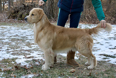 tangleloft male golden named judge