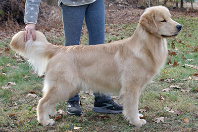 tangleloft male golden named prince