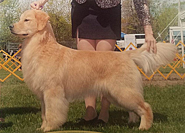 tangleloft male golden named rex