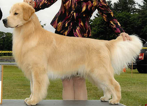 tangleloft male golden named rolex