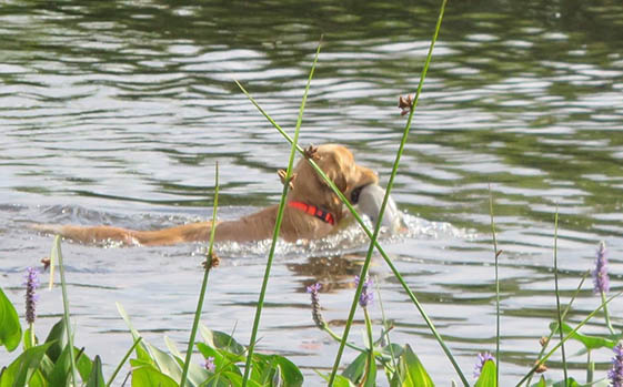 ryder field training