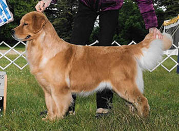 Coco, CH Tangleloft Rock Around The Clock