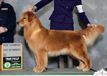 dyna, CH Tangleloft Diamond In The Sky