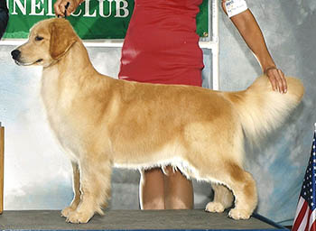 CH Tangleloft Let The Games Begin