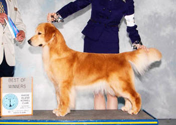 Izzy, GCH Tangleloft Victorious