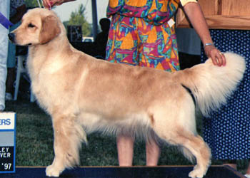 tangleloft male golden named vegas