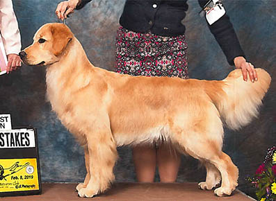 tangleloft female golden named tauri