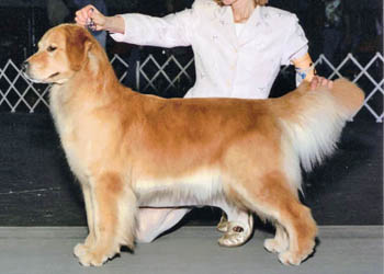 tangleloft golden, tori, CH Tangleloft High Flyin