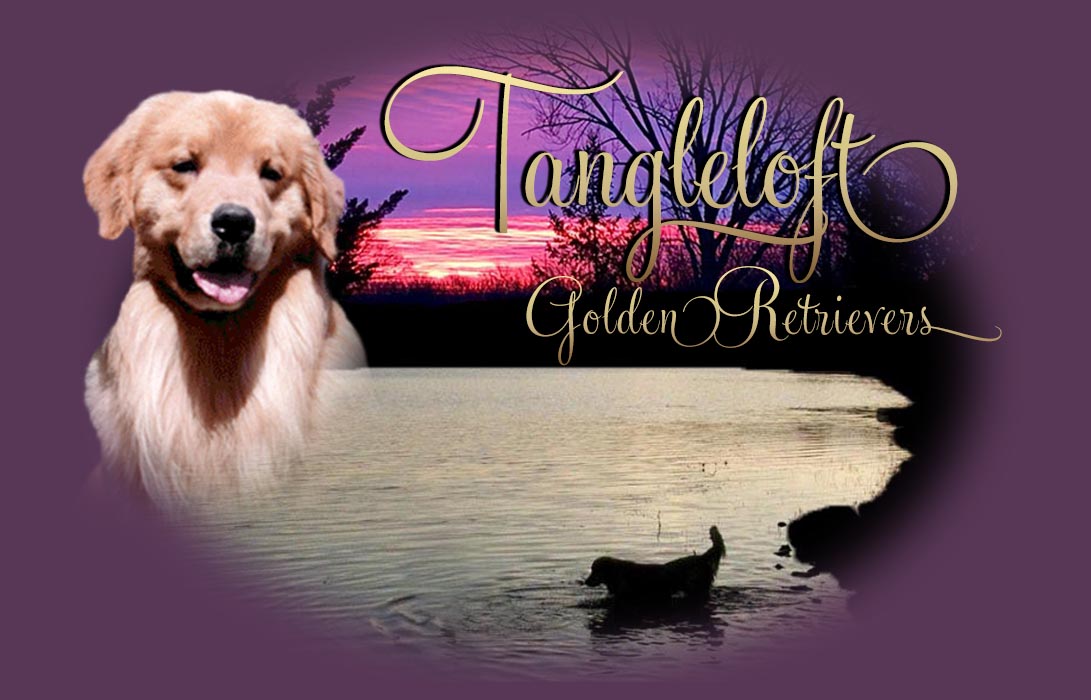 tangleloft goldens header
