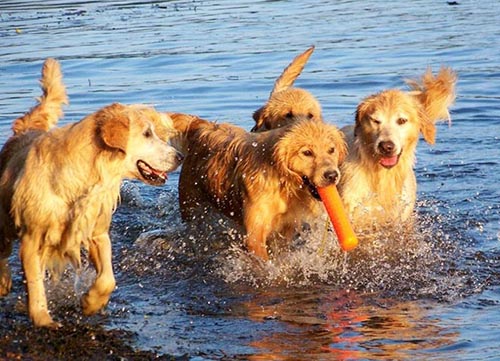 golden retriever breeders
