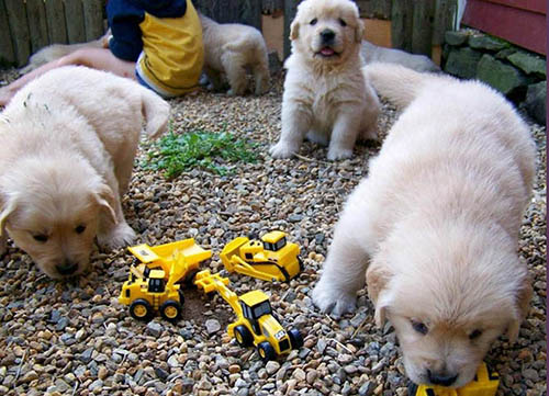 golden retriever litters