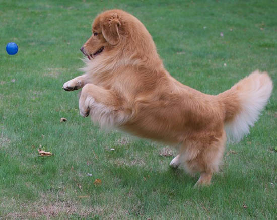 vegas 7.5 yrs old stud dog