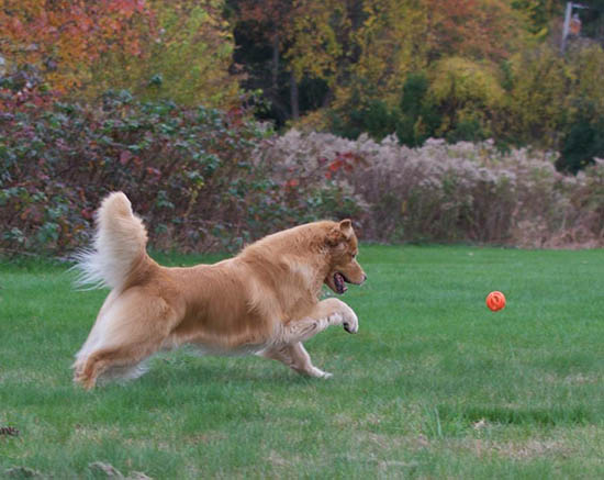 vegas 7.5 yrs old stud dog