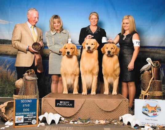 vegas national stud dog