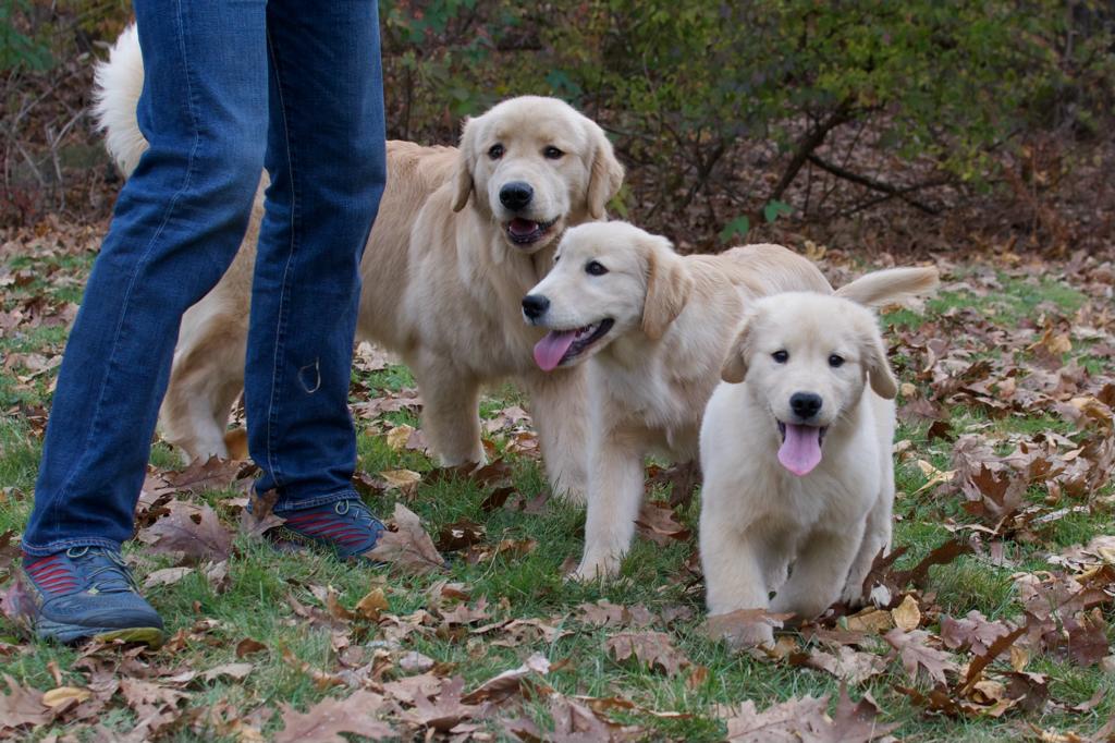 tangleloft golden retrievers