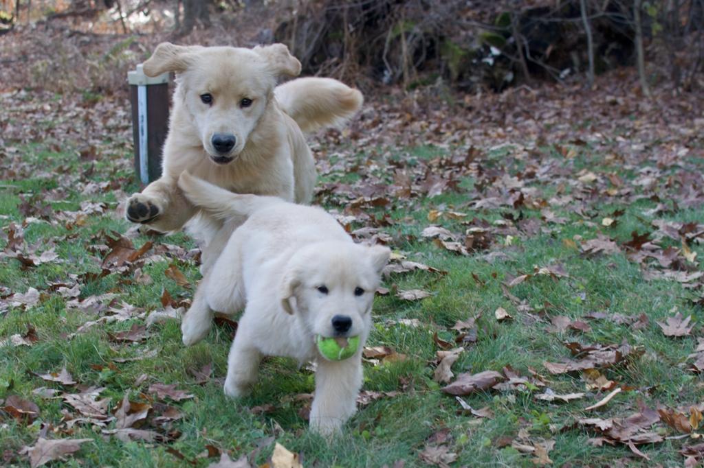 tangleloft golden retrievers
