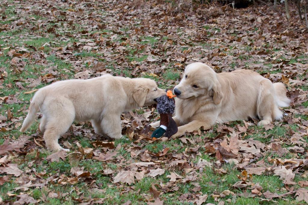 tangleloft golden retrievers