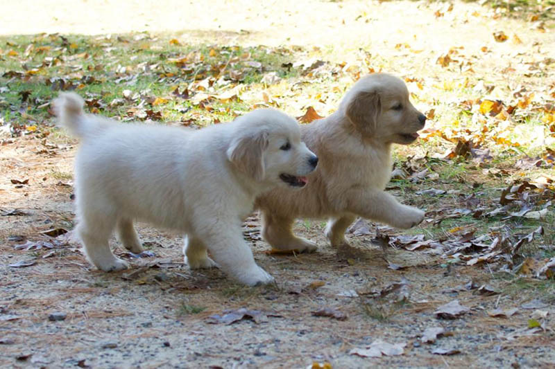 Tangleloft walk litter