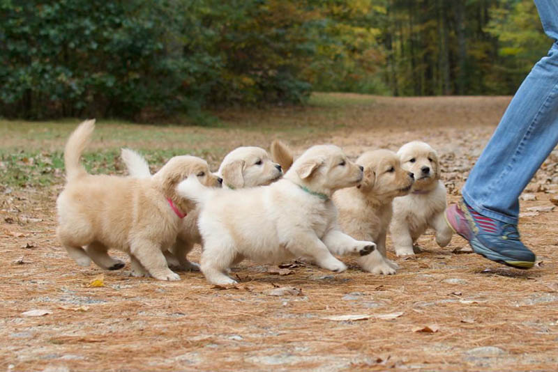 Tangleloft walk litter