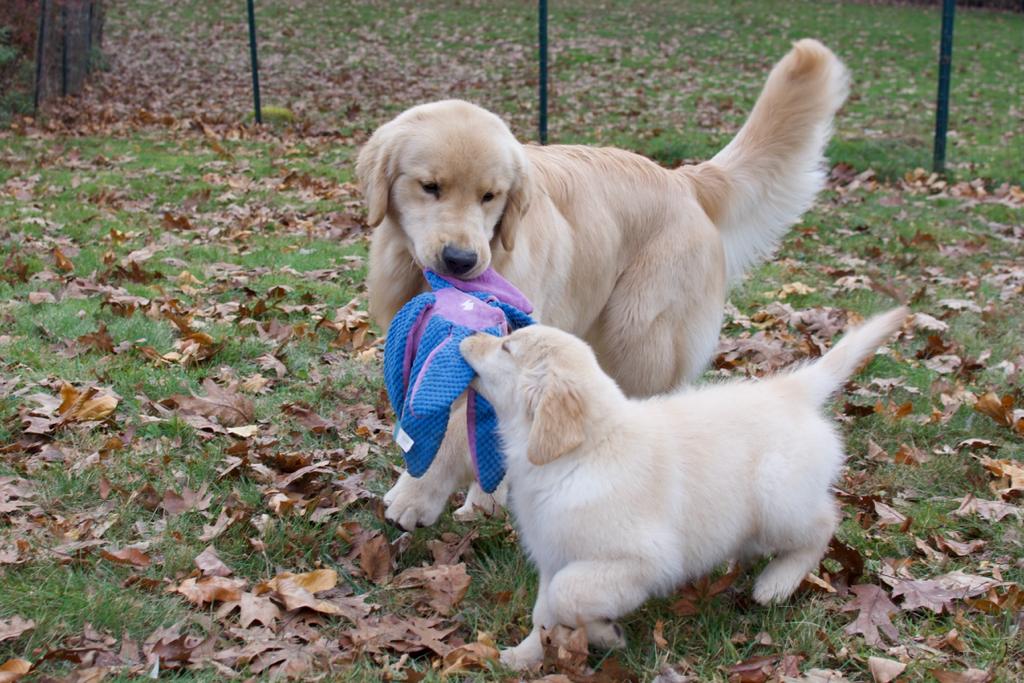 Tangleloft walk litter