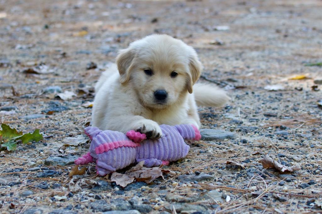 Tangleloft walk litter