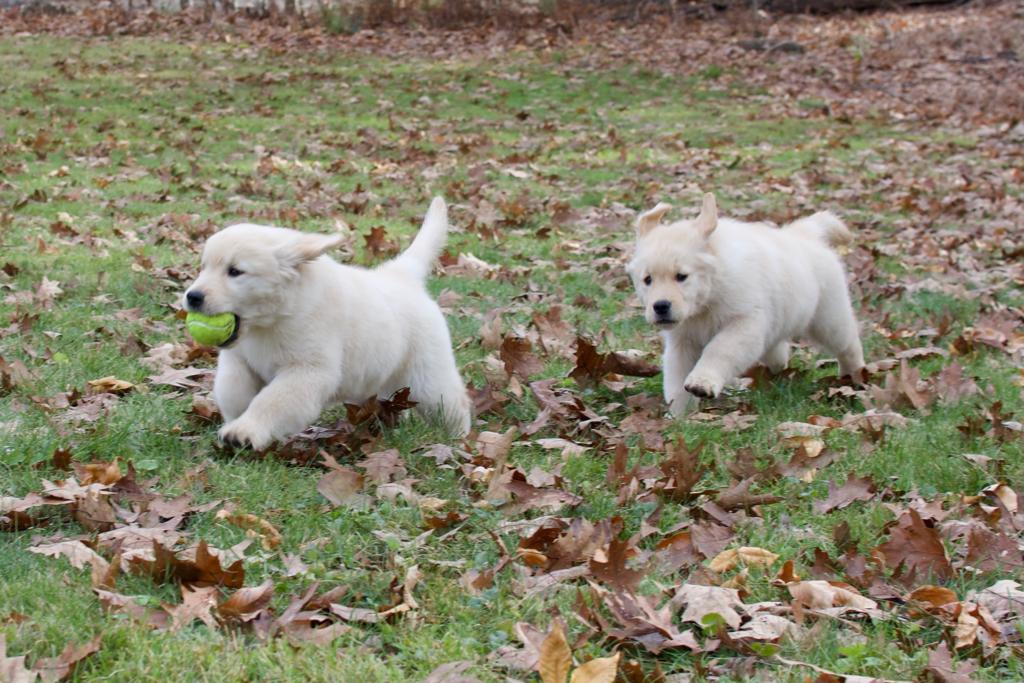 Tangleloft walk litter
