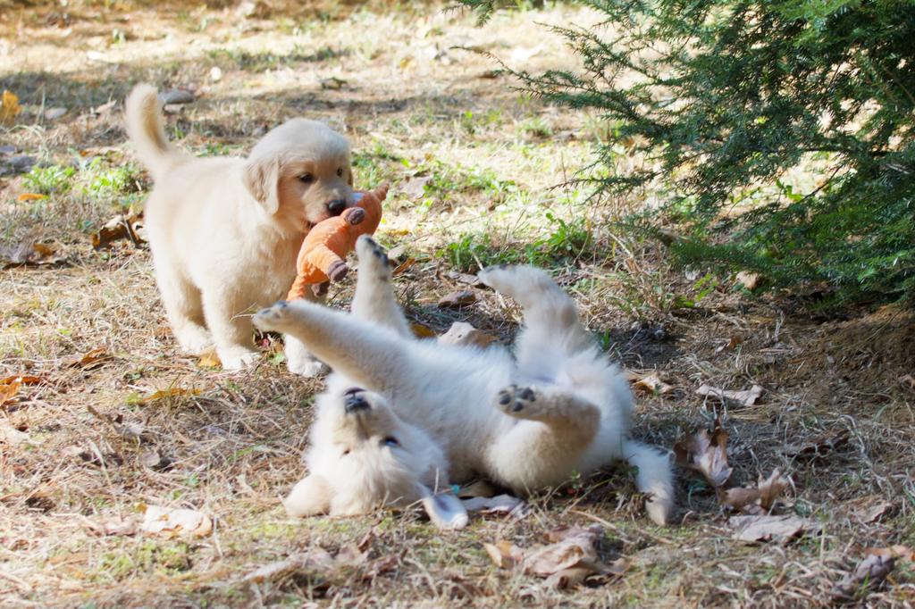 Tangleloft walk litter