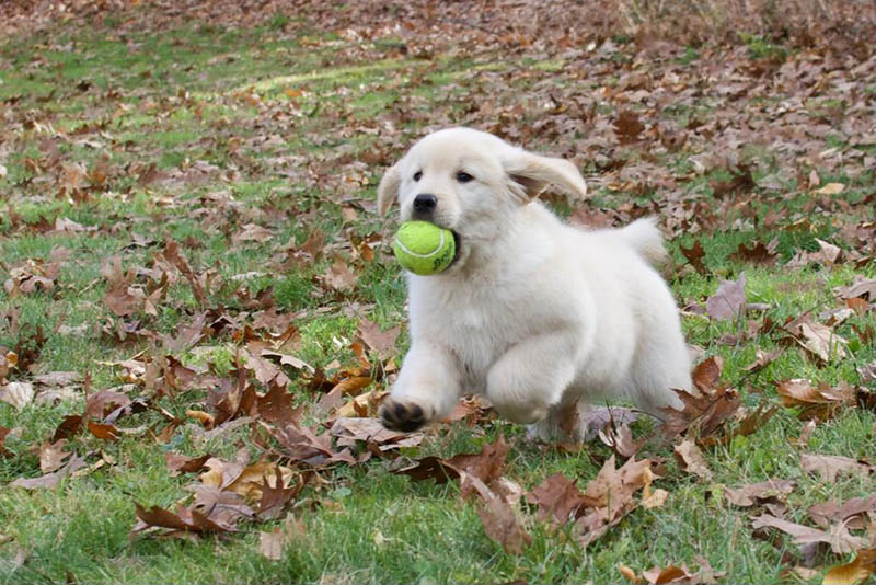 Tangleloft walk litter