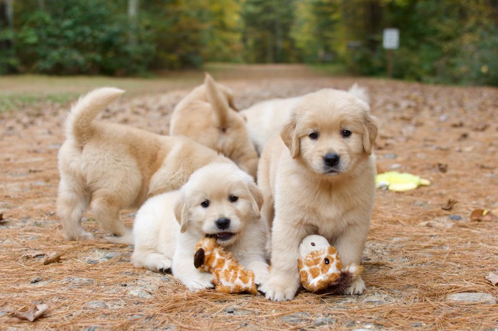 Tangleloft walk litter