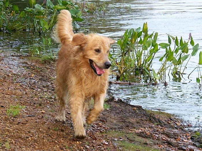 Buzz, CH Tangleloft Life of the Part OS