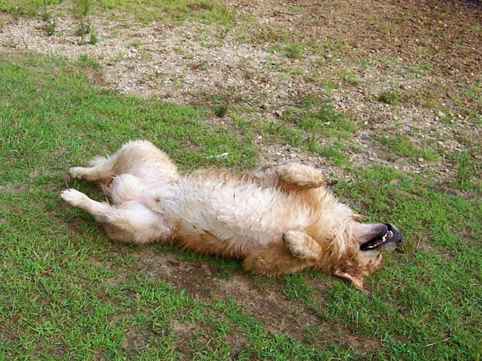 Buzz, CH Tangleloft Life of the Part OS